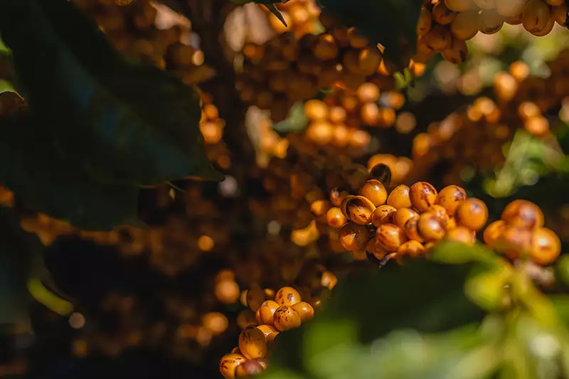 Café Amarelo no Pé
